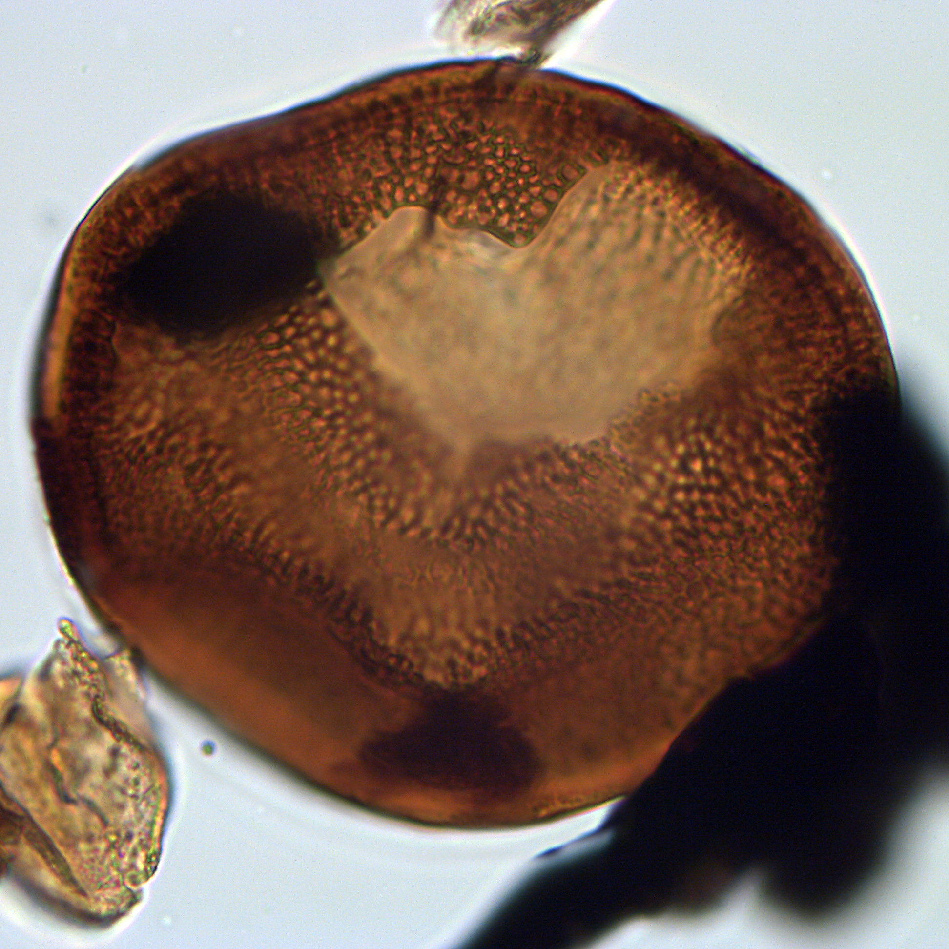 Batiacasphaera euteiches, U1581-28R-6W, 106-110, sl. 1, S30.jpg